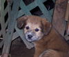 Maisie  (MB)