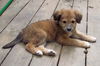 Maisie  (MB)