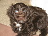 Josie