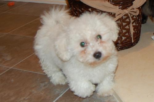 Fozzie