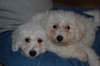 Fozzie