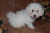 Fozzie