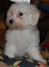 Fozzie