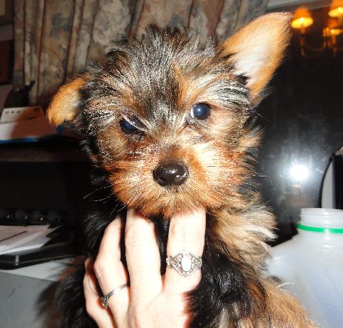 Lucy