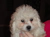 Lou
