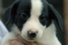 Darcy - Adoption Pending