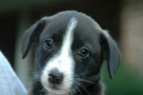 Joshua - Adoption Pending