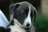 Joshua - Adoption Pending