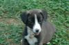 Joshua - Adoption Pending