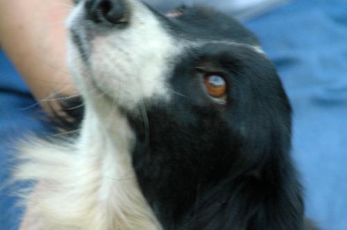 Sophie