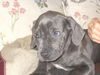 Macy