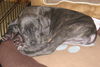 Macy