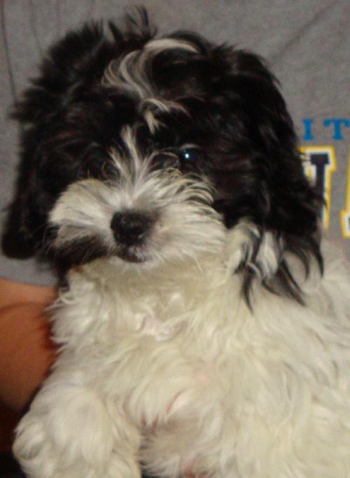 Bert