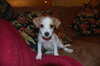 Truman