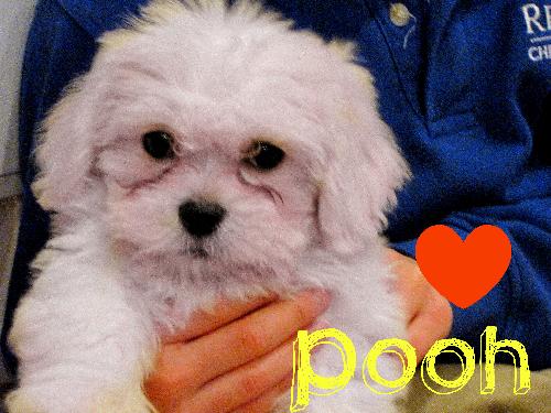 Pooh