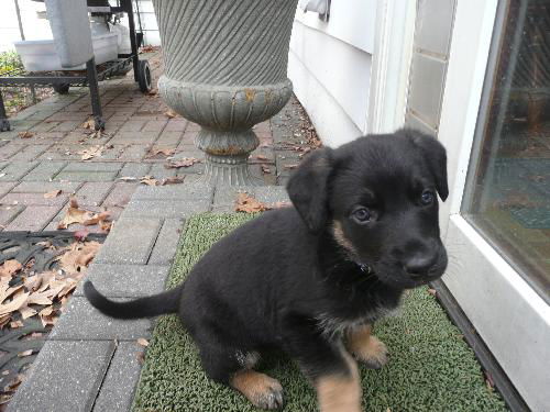 Barney