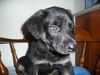 Barney