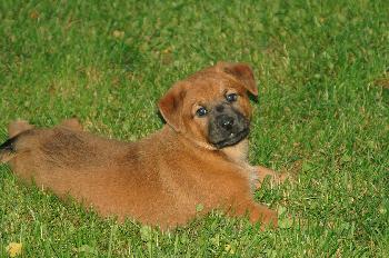 Gidget       (DH)