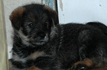 Issy