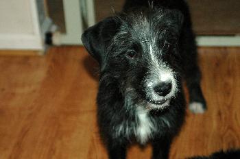 Lulu