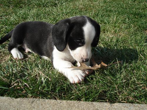 Baxter-Adopted