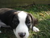 Baxter-Adopted