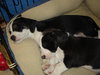 Baxter-Adopted