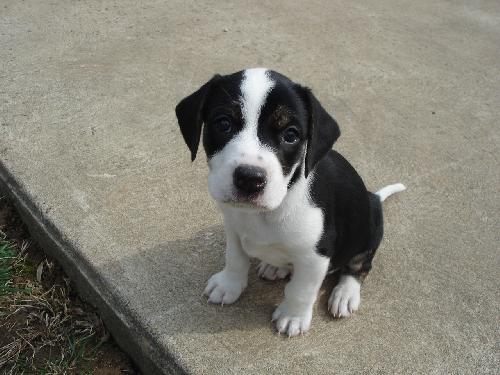 Beau-Adopted