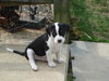 Beau-Adopted
