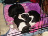 Beau-Adopted