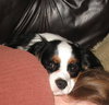 Buddy