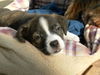 Sammy- Adoption Pending