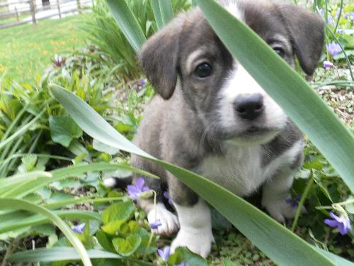 Scout - Adoption Pending