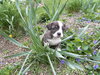 Scout - Adoption Pending