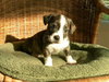 Scout - Adoption Pending