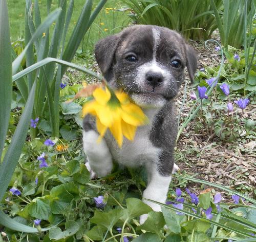 Sean - Adoption Pending