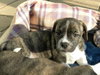 Sean - Adoption Pending