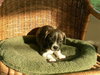 Sean - Adoption Pending