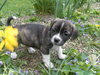 Sean - Adoption Pending