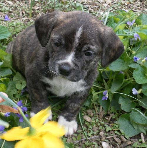Sinclair - Adoption Pending