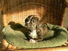 Sinclair - Adoption Pending