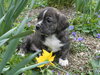 Sinclair - Adoption Pending