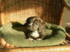 Sinclair - Adoption Pending
