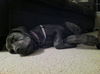 Macy