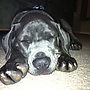 Macy