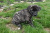 Savannah