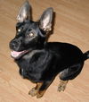 Saige