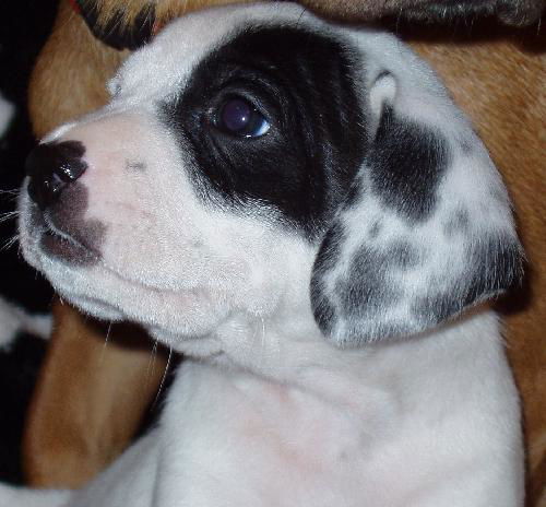 Petey