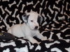 Petey