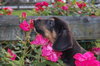 Pippa